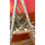 Котёнок Матроскин ищет дом