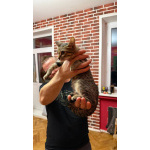 Котёнок Матроскин ищет дом