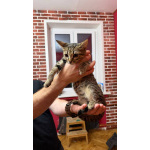 Котёнок Матроскин ищет дом