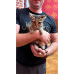 Котёнок Матроскин ищет дом