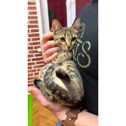 Котёнок Матроскин ищет дом
