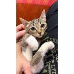 Котёнок Гаечка ищет дом