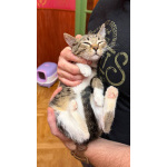 Котёнок Гаечка ищет дом