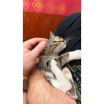 Котёнок Гаечка ищет дом