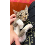 Котёнок Гаечка ищет дом