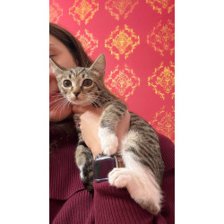 Котёнок Гаечка ищет дом