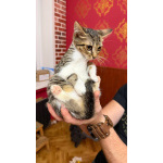 Котёнок Масяня ищет дом