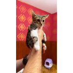 Котёнок Масяня ищет дом