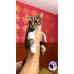 Котёнок Масяня ищет дом