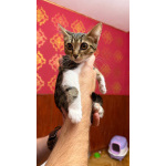 Котёнок Масяня ищет дом