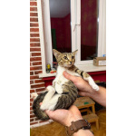 Котёнок Масяня ищет дом