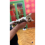 Котёнок Масяня ищет дом