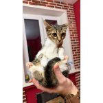 Котёнок Масяня ищет дом