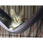 Котенок с большими ушками