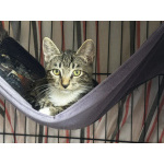 Котенок с большими ушками