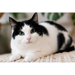 Кошечки Нюша и Пятнышко ищут семью!
