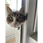 Кошечка Лапа, милое создание очень хочет вернуться домой!