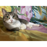 Кошечка Лапа, милое создание очень хочет вернуться домой!