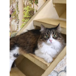 Котик Милан срочно ищет дом!