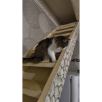 Котик Милан срочно ищет дом!