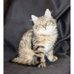 Сибирские котята