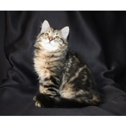 Сибирские котята