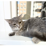 Котенок Фасолька ласковая девочка в добрые руки