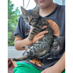 Бенгальские котята