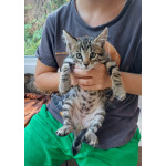 Бенгальские котята