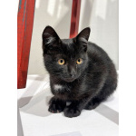 Черный котенок Марчелло ищет свой дом