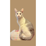 Котенок Лучик ищет дом!