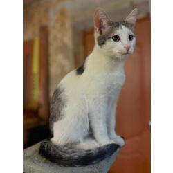 Котенок Лучик ищет дом!