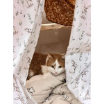 Саня котик 1,5 года ищет дом!