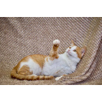 Саня котик 1,5 года ищет дом!