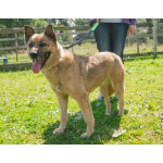 Добрая, ласковая собака Лада очень ждет своего родного ЧЕЛОВЕКА!