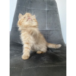 Котики экзотики