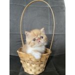 Котики экзотики