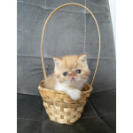 Котики экзотики