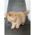 Котики экзотики