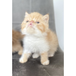 Котики экзотики