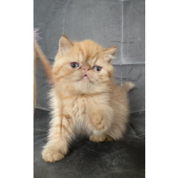 Котики экзотики