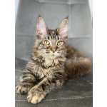 Котята Мейн Кун