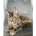Котята Мейн Кун