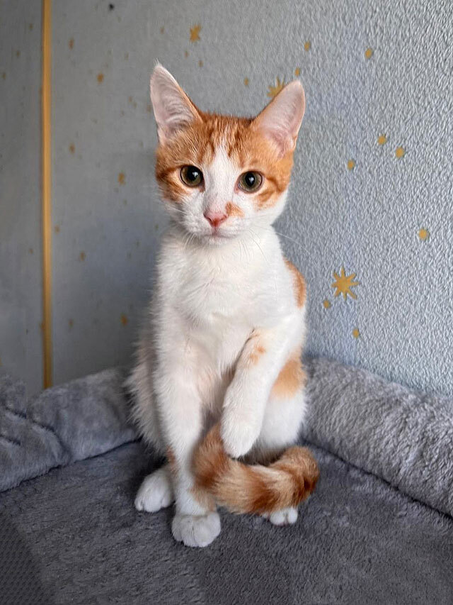 Тоша, маленький персиковый котенок, который ждёт своего человека
