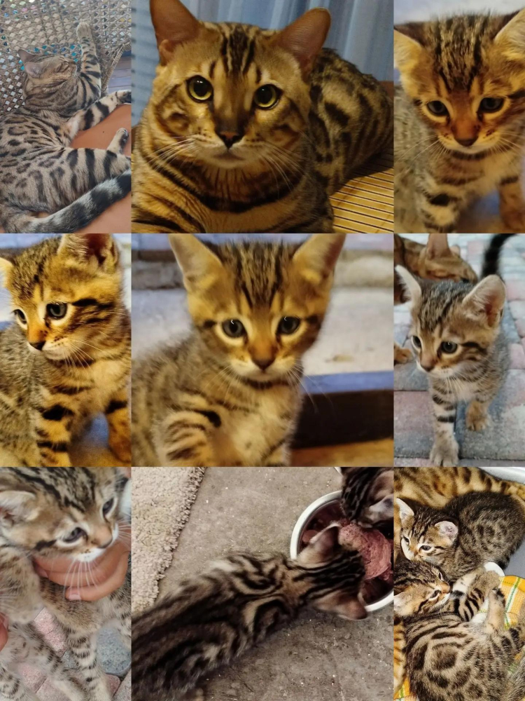 Продаю котят Бенгалов
