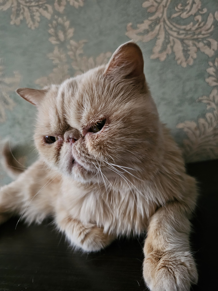 Экзотическая короткошерстная