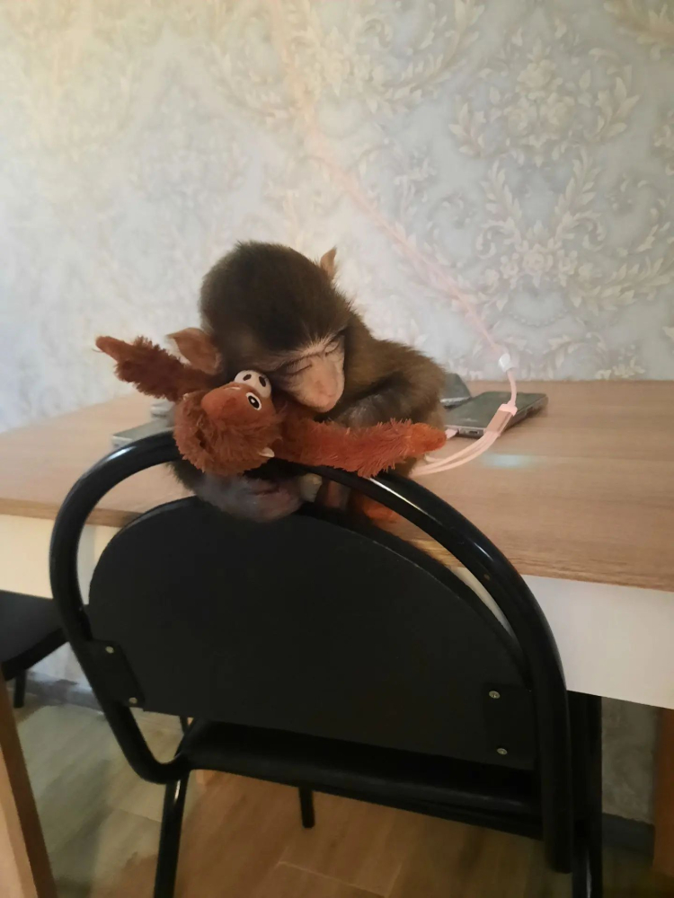 Продаю Машеньку