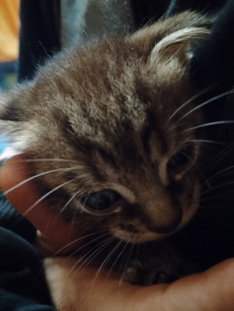 Котята от Шотландской вислоухой кошки