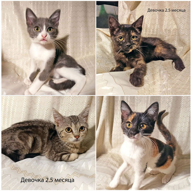 Четыре маленьких сердечка ищут хозяев