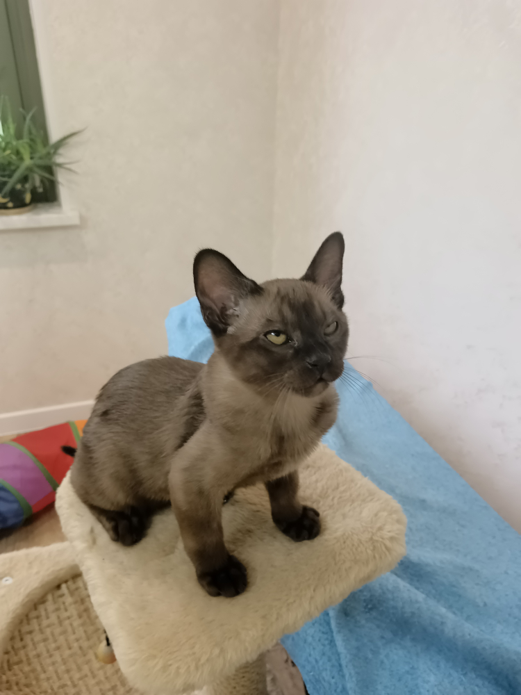 Бурманские котята